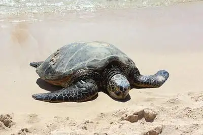 Island Circle Turtle Tour