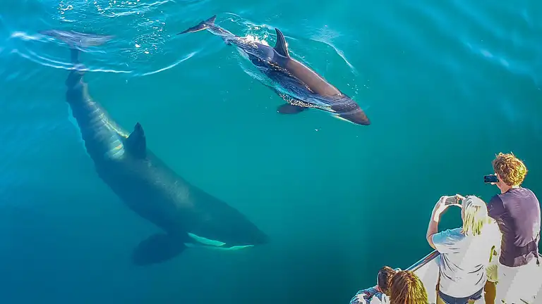 Whale Watching Cruise in Auckland New Zealand