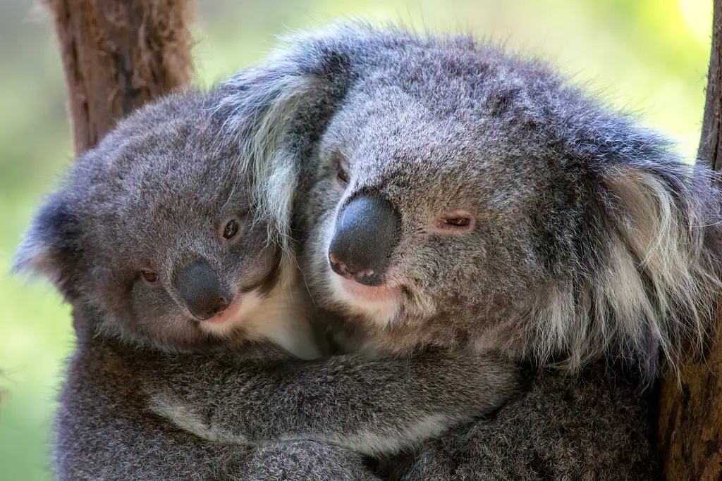 Healesville Wildlife Sanctuary Tour
