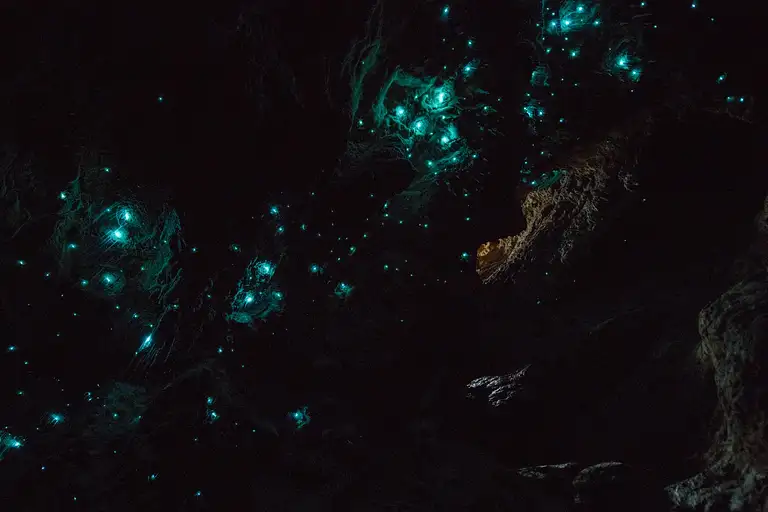 glowworm cave tour waitomo deal