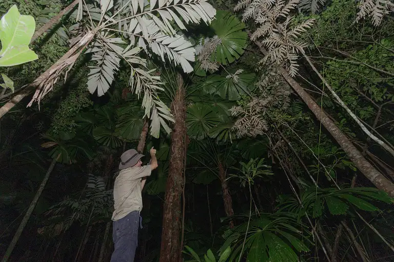 Cape Tribulation Night Jungle Walk