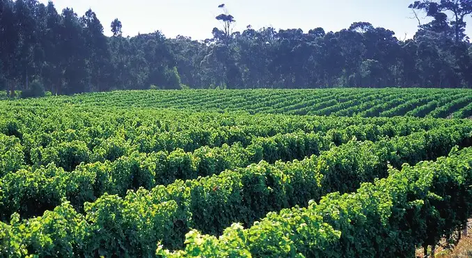 Western Australia wine tours