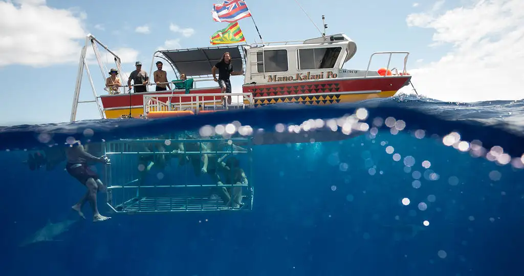 Shark Tour In Oahu