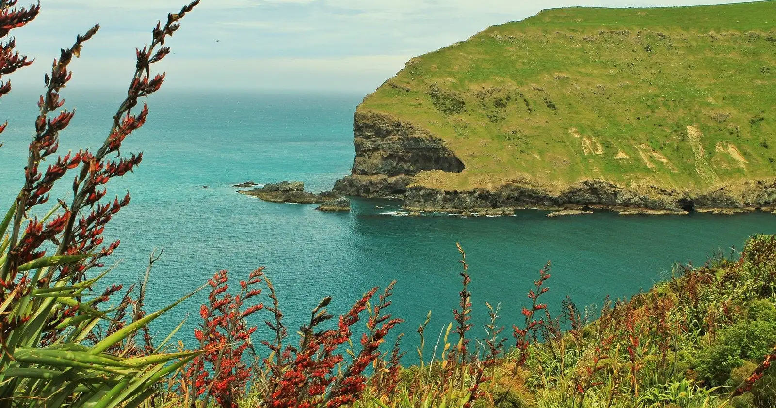 pohatu penguins scenic nature tour