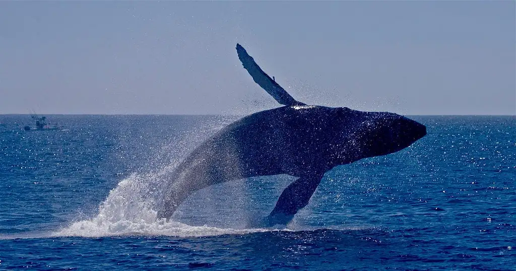Orange County Whale & Dolphin Watching Cruise from Los Angeles