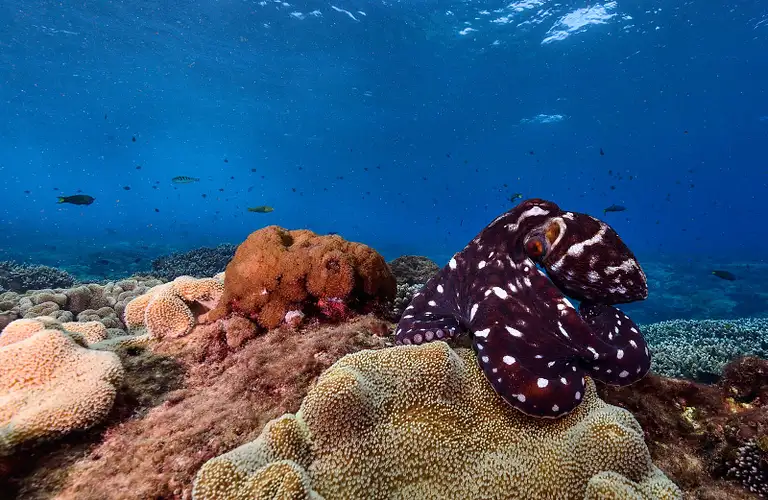 Flinders reef dive trip - sunshine coast tour
