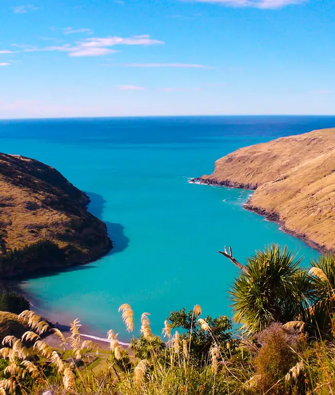 Akaroa 2 hour Nature Tour Penguins