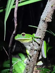 Night Jungle Tour Daintree Rainforest