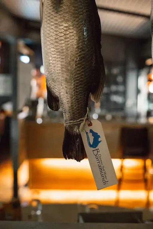 Barramundi farm