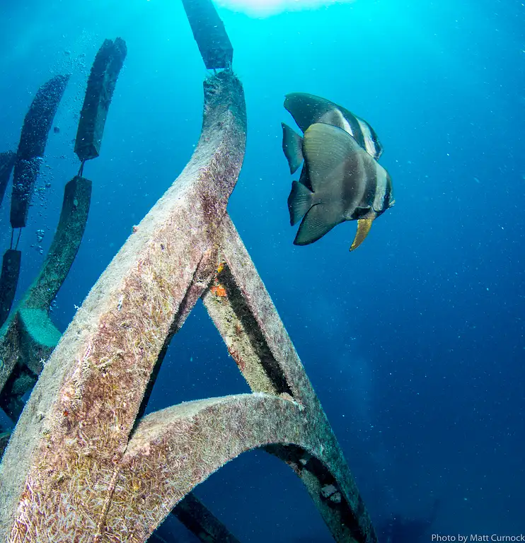 Great Barrier Reef and Museum of Underwater Art Day Trip