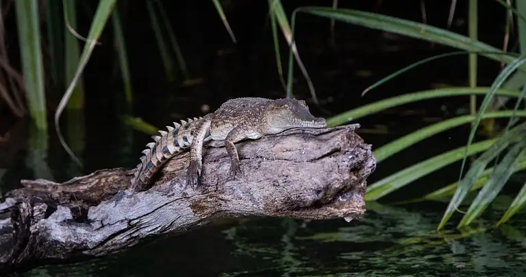 Kununurra tour deals