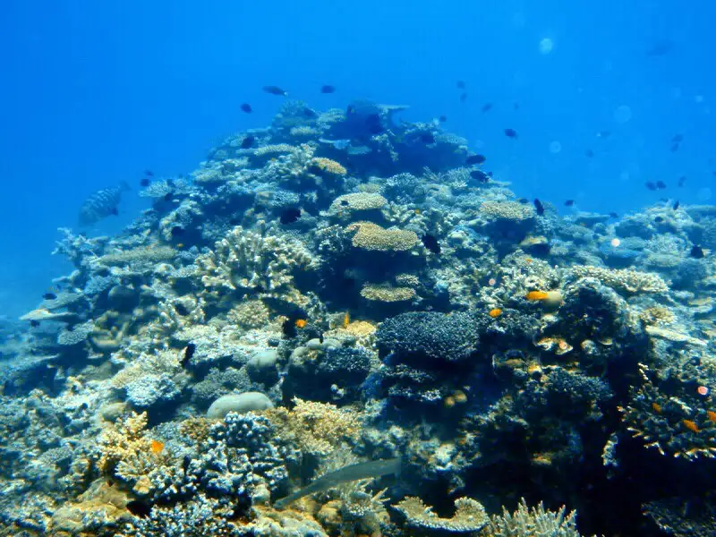 snorkel with turtles mudjimba