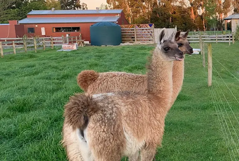 Hamilton Alpaca Experience Discount