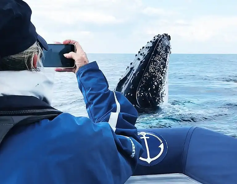 whale watching tours