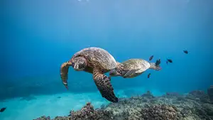 Wreck & Reef Dive Tour