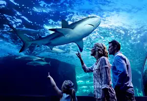 Night at the Aquarium – Cairns After Dark Experience with Optional 2 Course Dinner