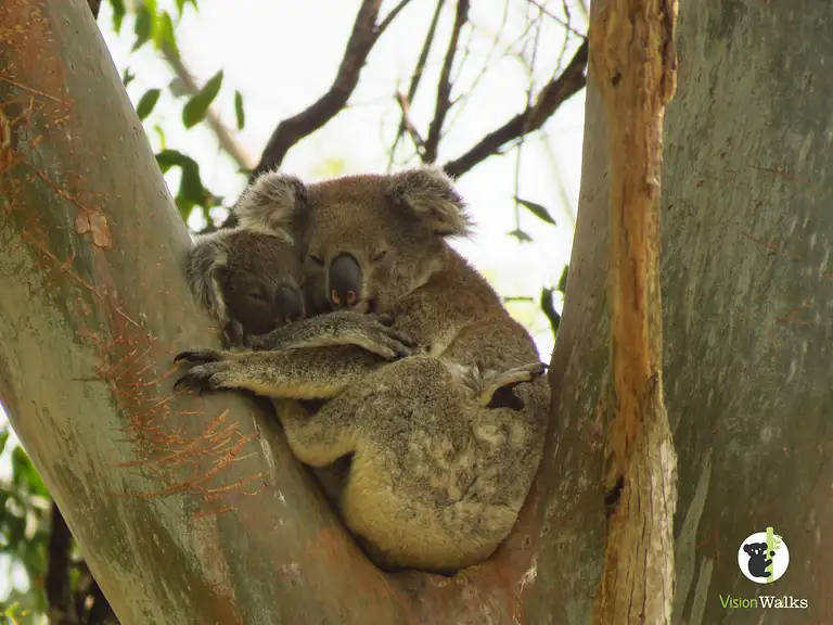byron bay koala tour