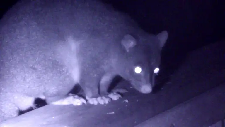 wildlife eco tours byron bay