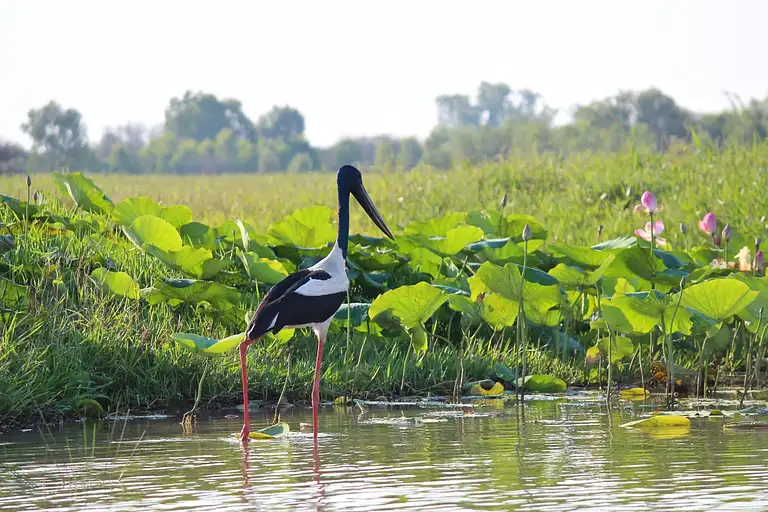 Wetlands-Discovery-Tour-3.jpeg