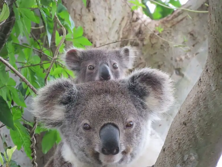 byron bay koala tour