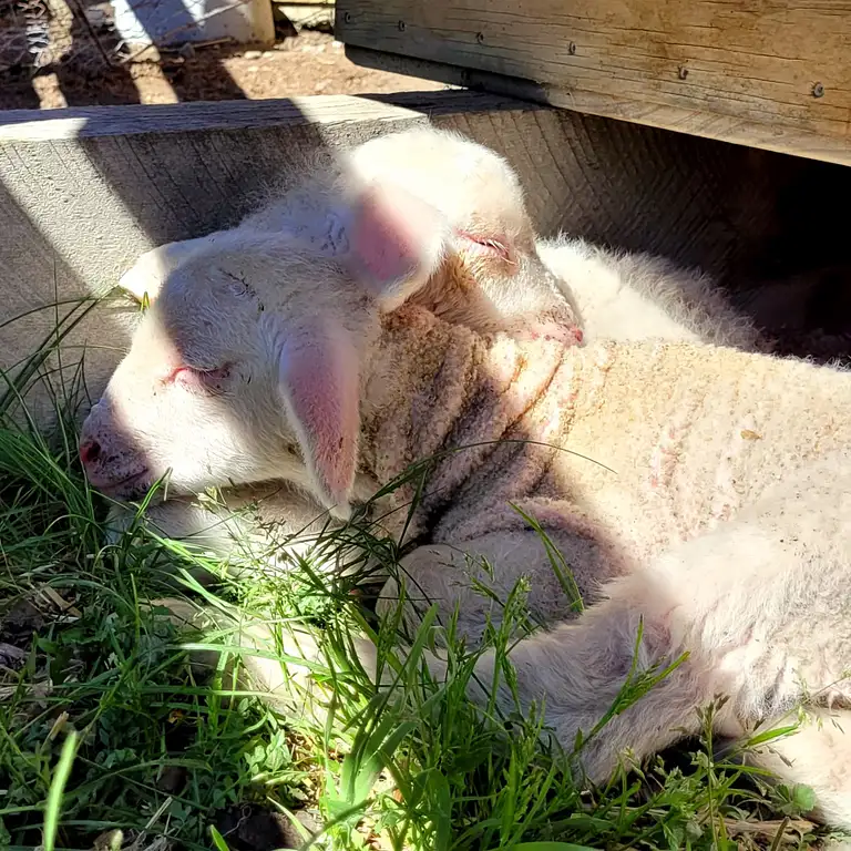 Lake Tekapo petting zoo deal