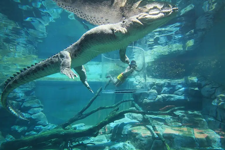 darwin croc tour