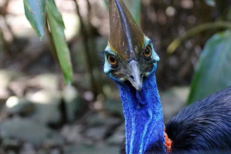 rainforestation nature park & kuranda day tours from cairns