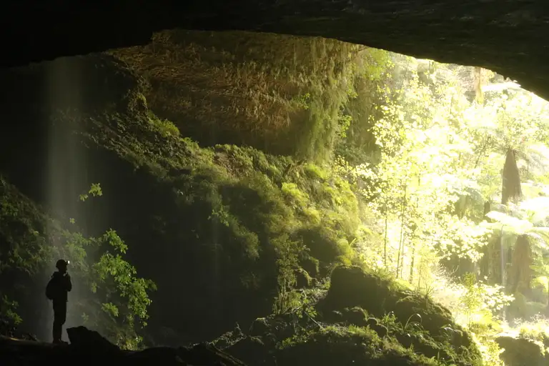 Glow worms new Zealand deal