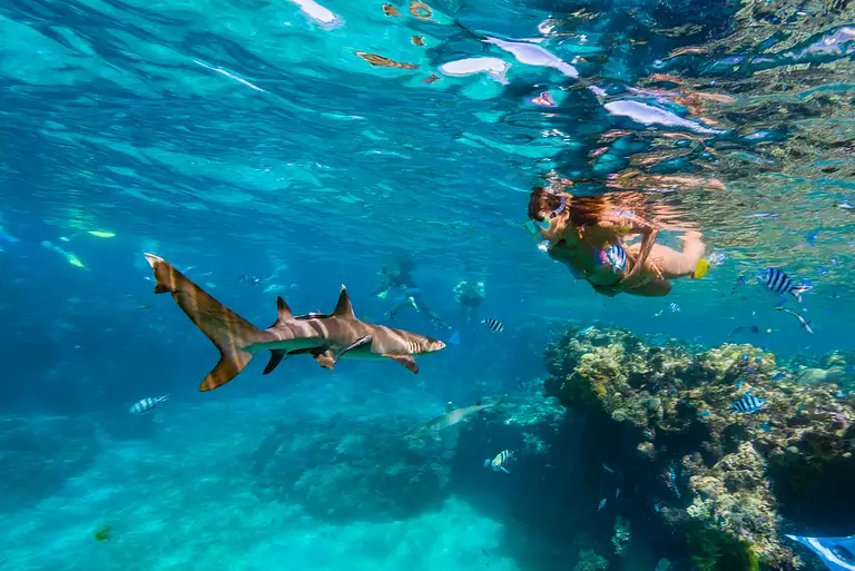 Guided Shark Snorkeling Experience at Barefoot Kuata Resort Fiji