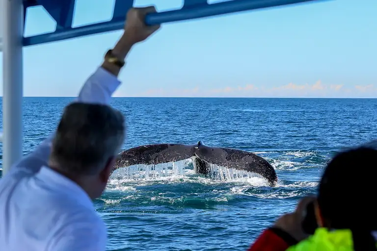 newcastle whale watching