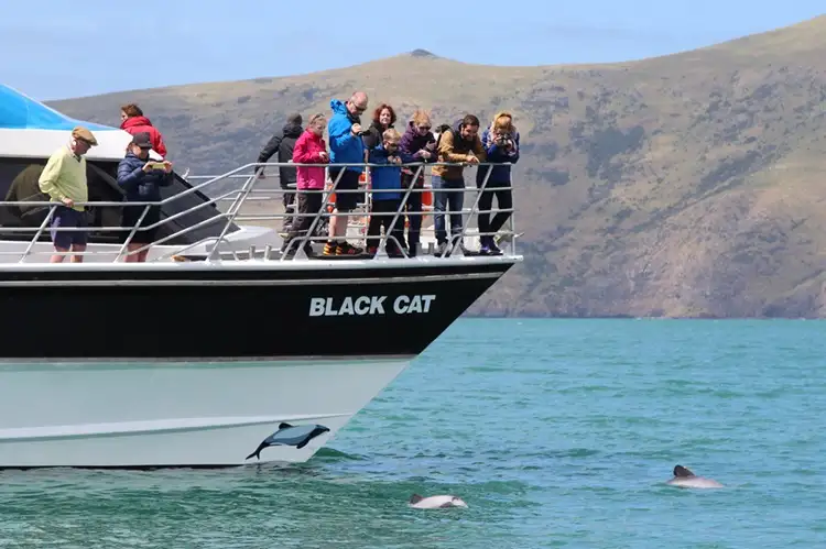 Akaroa Nature Cruise