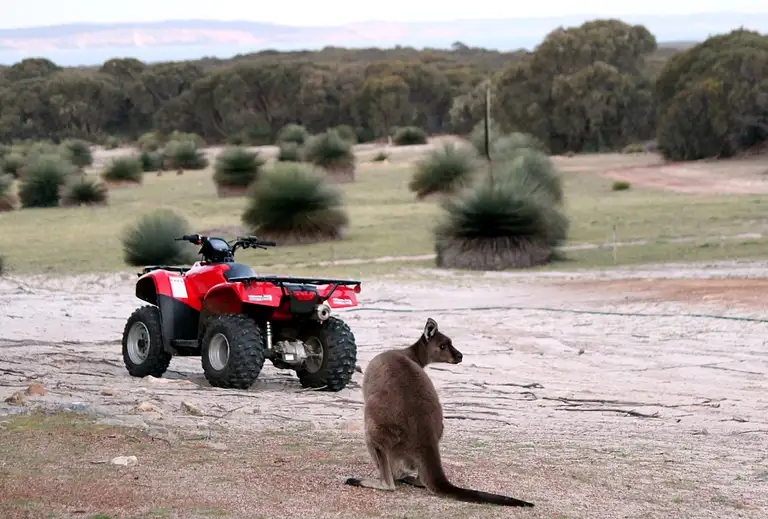 Sunset Kangaroo Safari adventure