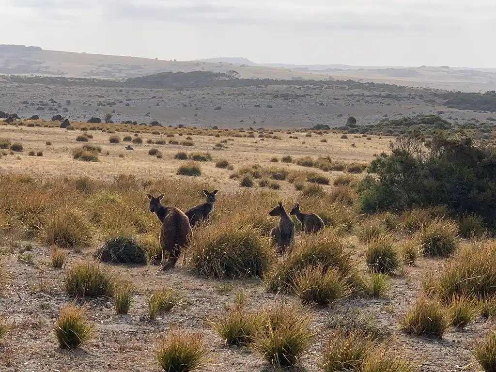 kangaroo island hire a guide