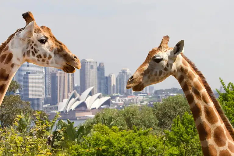 Sydney Harbour cruise