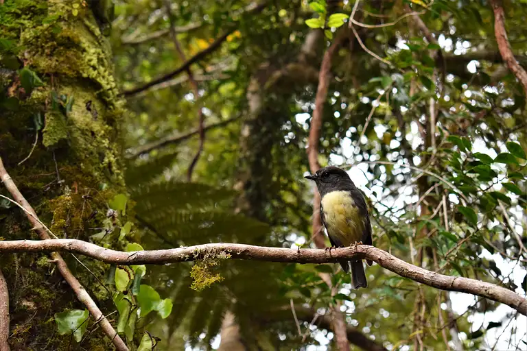 Franz Josef Lake Cruise & Rainforest Walk Specials