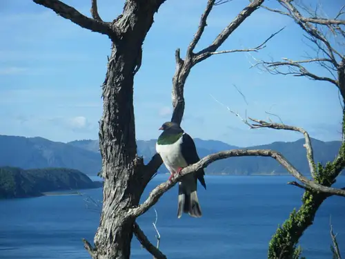 Sunday Afternoon Cruise in Queen Charlotte Sound