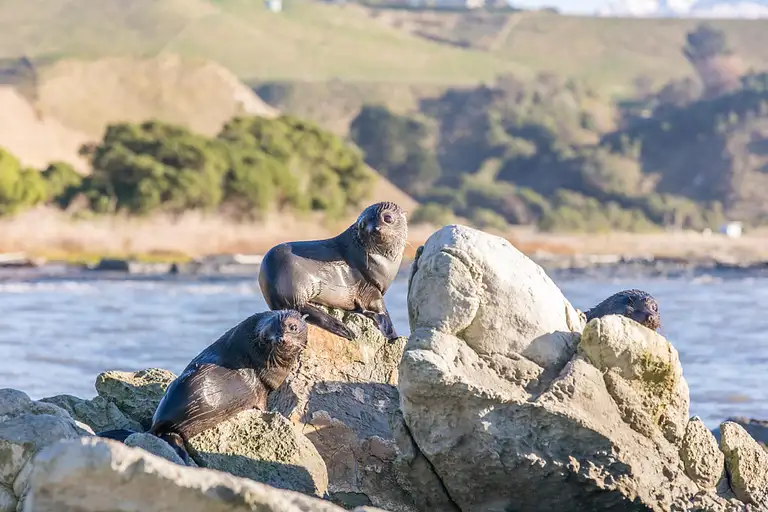 cheap Kaikoura Day Trip From Christchurch