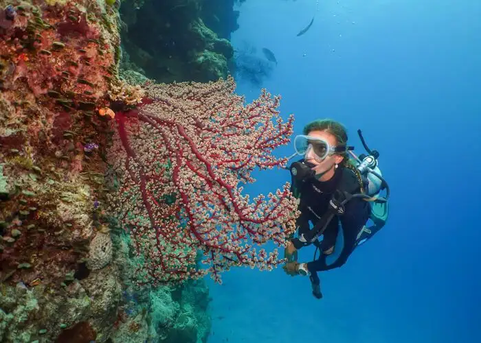 Great Barrier Reef Dive Trip