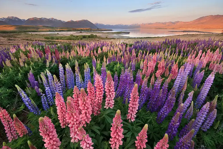 Lake Tekapo High country farm tour