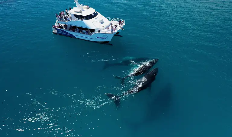 Hervey Bay whale search and dolphin watch tour