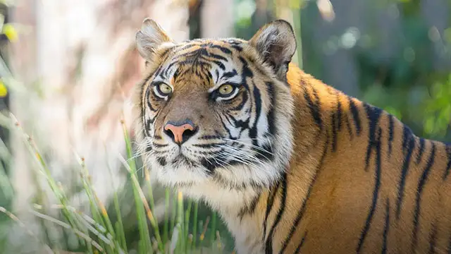Taronga1DayPass_640x360.jpg