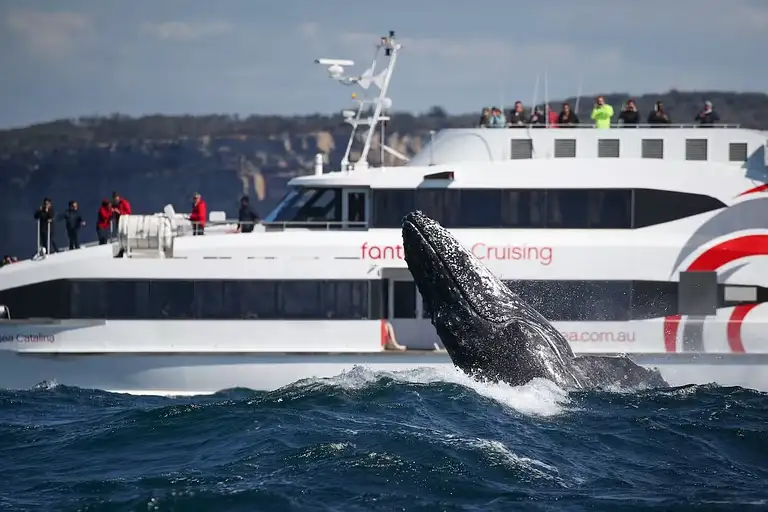 Discovery Whale Watching Cruise