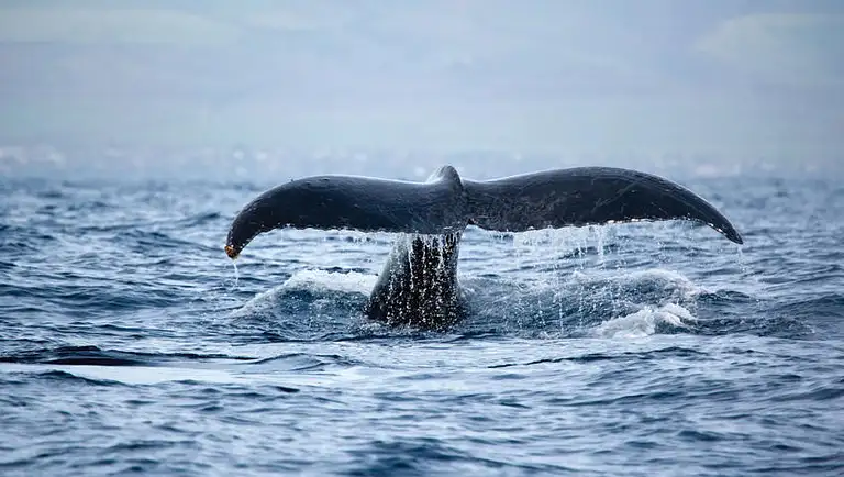 Waikiki Whale Watching Tour