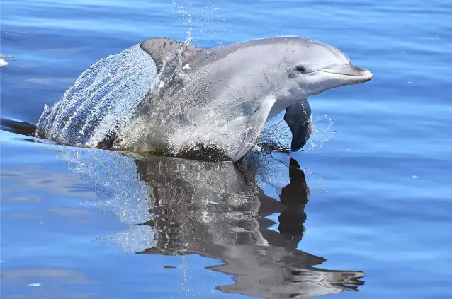 Giant & Dolphin Sightseeing Cruise