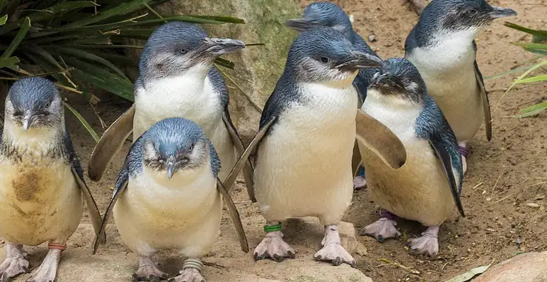 Phillip Island Tour Deals