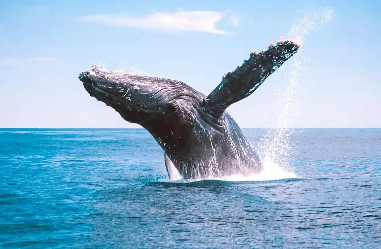 Bundaberg Whale Watching Tour