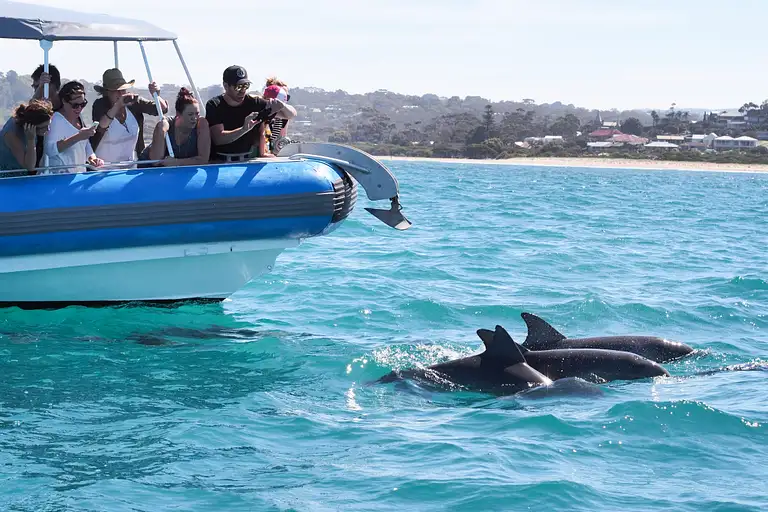 Seal Island Adelaide Boat Cruise