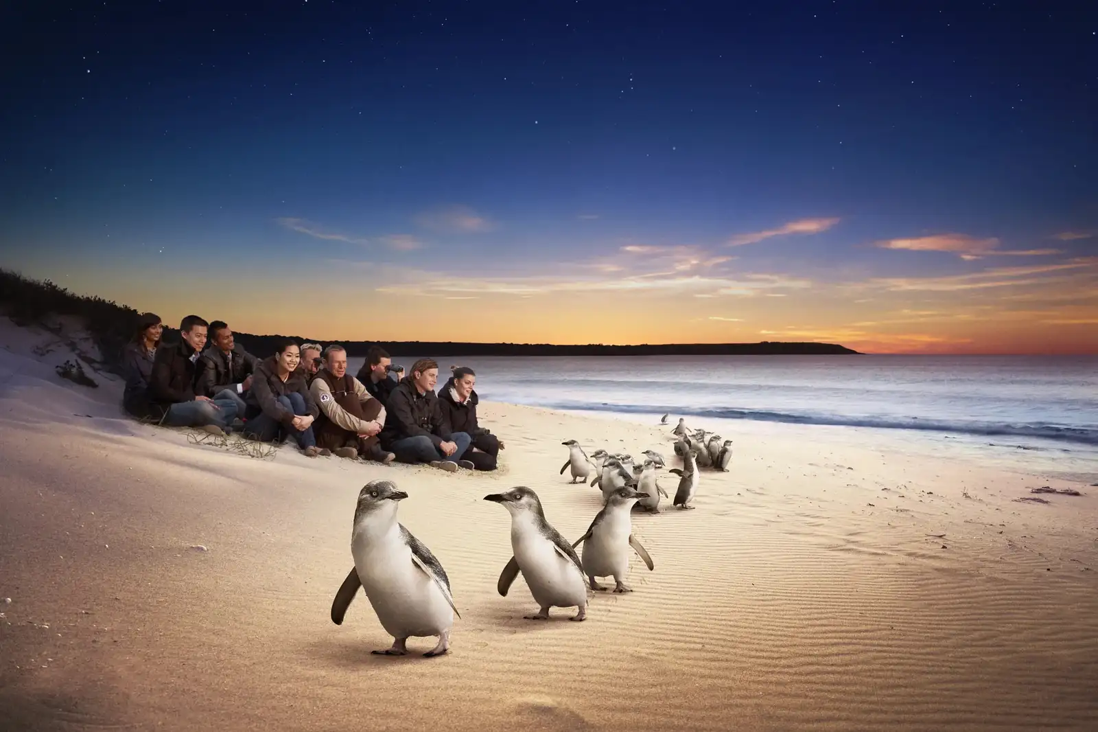 Philip Island Penguin tour