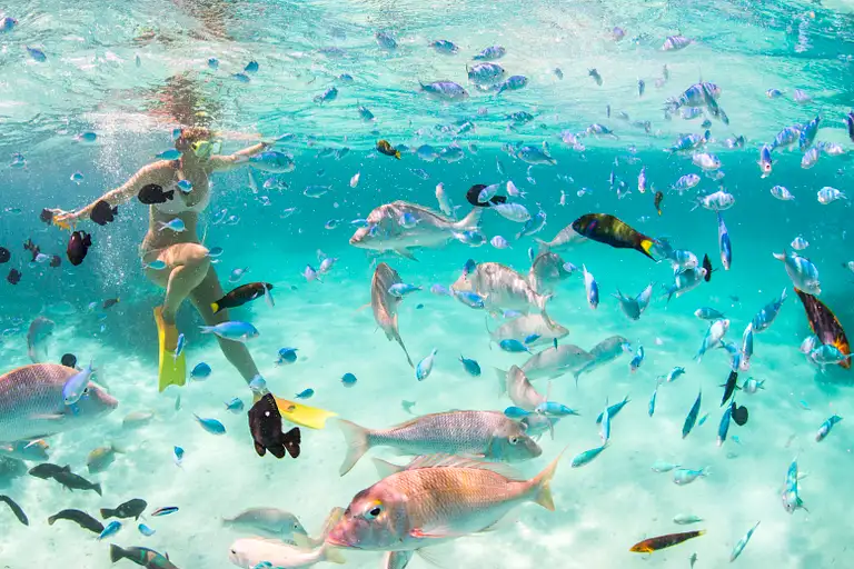 Coral Bay Turtle Snorkelling Experience