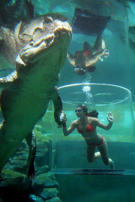 crocodiles darwin